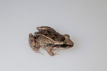 Media type: image;   Herpetology A-148549